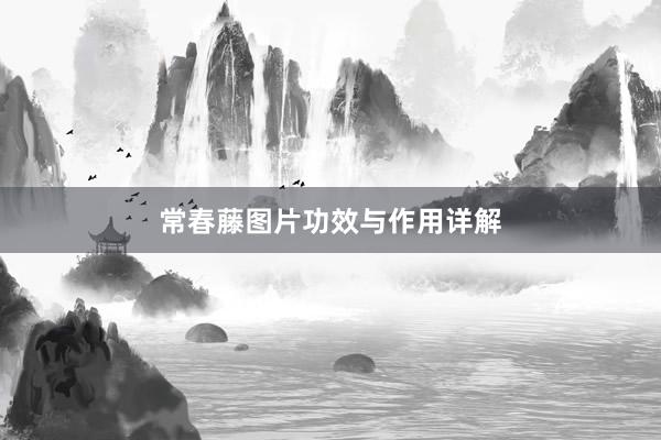 常春藤图片功效与作用详解