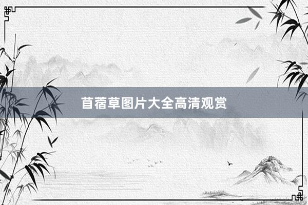 苜蓿草图片大全高清观赏